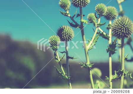 Thistle flower in bloom in summer morning 20009208