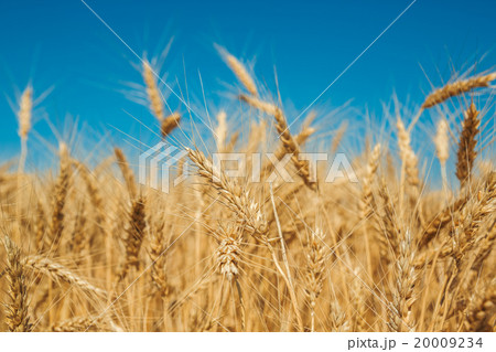 Gold wheat field and blue sky 20009234