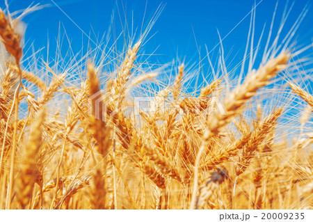 Gold wheat field and blue sky 20009235