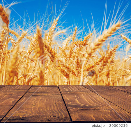 Gold wheat field and blue sky Gold wheat field and blue sky 20009236