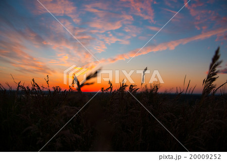 Dry spare of grass in sunset dawn. Soft focus 20009252