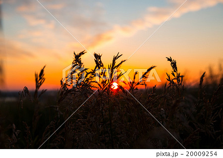Dry spare of grass in sunset dawn. Soft focus 20009254