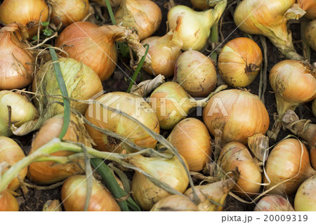 onions on the white background onions on the white background 20009319