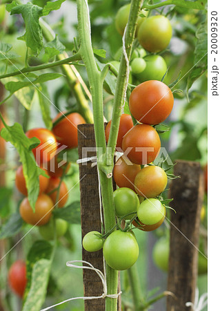 tomato on the white background tomato on the white background 20009320