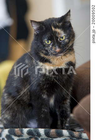 Portrait of a three colored cat Portrait of a three colored cat 20009502