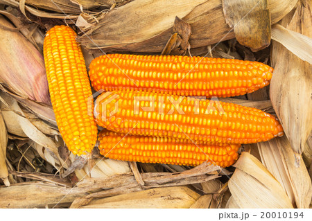 corn maize corn maize 20010194