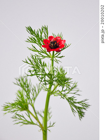 Pheasant's eye (Adonis flammea) 20010202