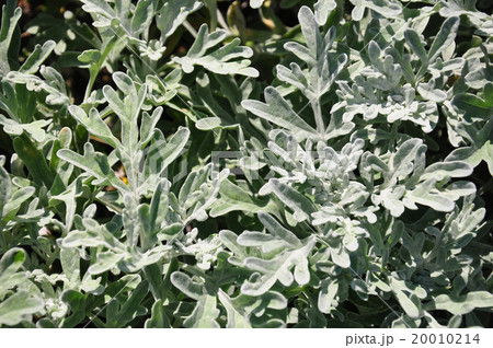 Silver wormwood (Artemisia stelleriana) 20010214
