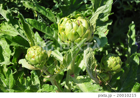 Artichoke flowers 20010215