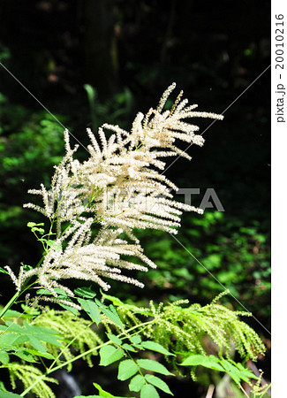Goat's beard (Aruncus dioicus) 20010216
