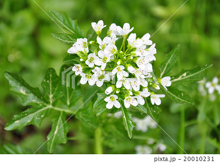 Watercress (Nasturtium officinale) 20010231