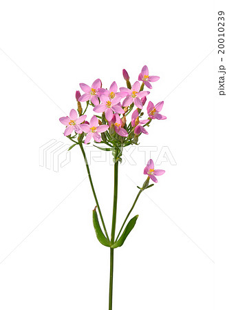 Common centaury (Centaurium erythraea) 20010239