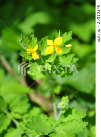 Greater celandine (Chelidonium majus) 20010240