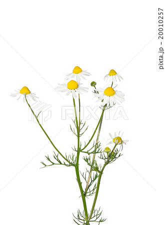 German chamomile (Matricaria chamomilla) 20010257