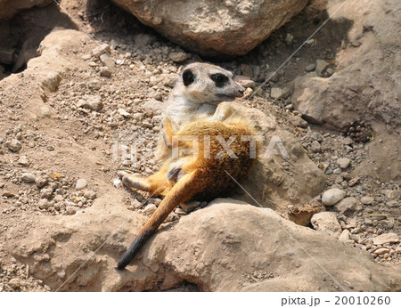 Suricate (Suricata suricatta) Suricate (Suricata suricatta) 20010260