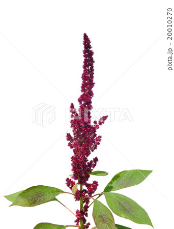 Red amaranth (Amaranthus cruentus) 20010270