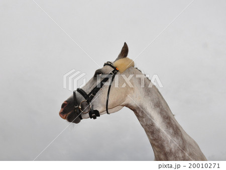 Crazy horse 20010271