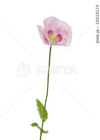 Garden poppy (Papaver) 20010274