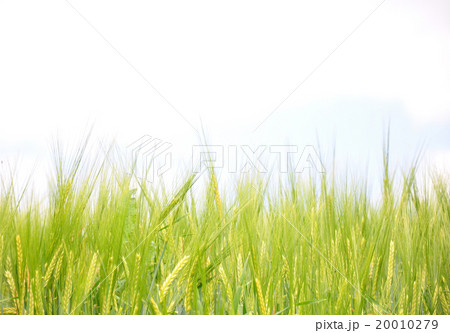 Barley field Barley field 20010279
