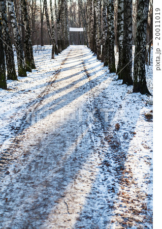 straight snow alley in birch grove in winter 20011019