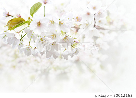 桜 白背景 の写真素材