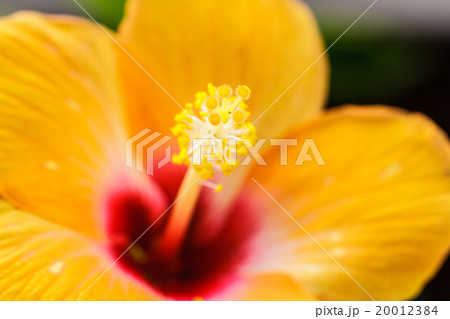 Hibiscus flower pollen. Hibiscus flower pollen. 20012384