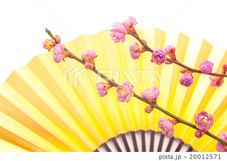 梅の花と金扇子(白バック) 梅の花と金扇子(白バック) 20012571