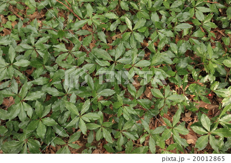 自然　植物　ヤブコウジ、樹冠部を俯瞰撮影。と言っても樹高二十センチなのでドローンは不要です 20012865