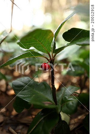 自然　植物　ヤブコウジ、高さ二十センチですが立派な成木です。常緑樹の林床にびっしり生えていました 20012918
