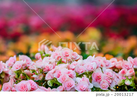 Numerous bright flowers of tuberous begonias 20013217