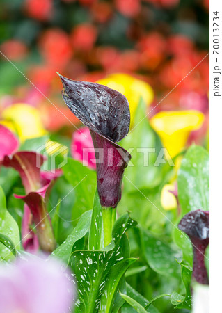 Calla lily field 20013234