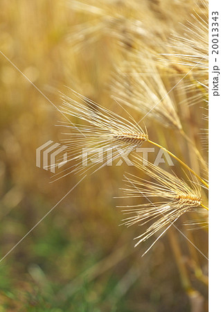 琵琶湖西岸の六条大麦 20013343