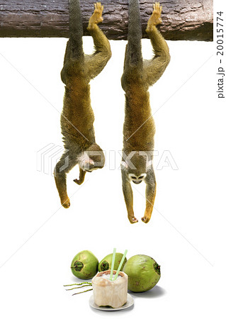 Squirrel monkey hanging above coconut. 20015774