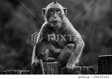 little monkey and mom in monotone little monkey and mom in monotone 20019191