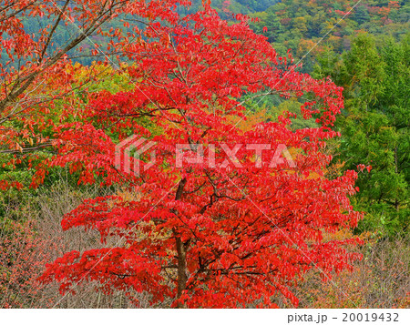 赤い紅葉 赤い紅葉 20019432