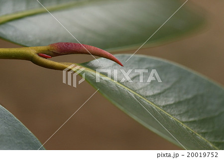 自然 植物 サカキ、冬芽は長細く湾曲し猛禽か猫の爪のように見えます 自然 植物 サカキ、冬芽は長細く湾曲し猛禽か猫の爪のように見えます 20019752