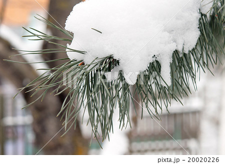 frost on pine 20020226