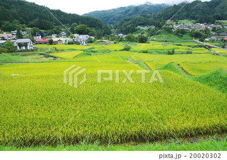 鬼無里の棚田 20020302