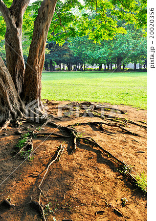 都立砧公園 都立砧公園 20020356