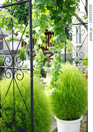 コキアのある庭 コキアのある庭 20020500