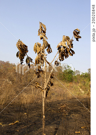 Tree damaged by bushfire 20020848