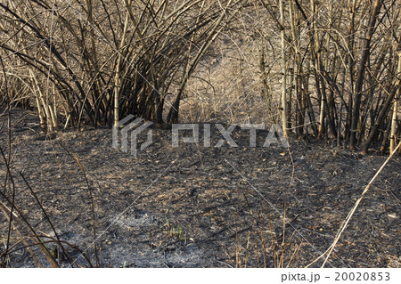 after a forest fire 20020853