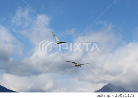大空に羽ばたくハクチョウ 20021173