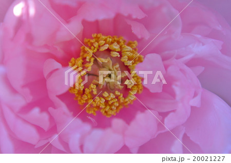 冬ぼたん咲く 20021227