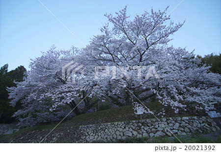 夫婦桜 20021392