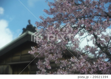 早咲き桜 20021394