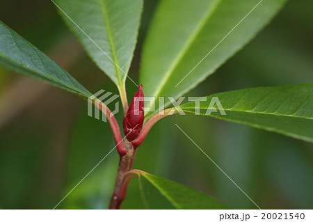 自然　植物　カナメモチ、若い葉は冬芽と同じような鮮やかな紅色ですが時間がたつと普通の緑色になります 20021540