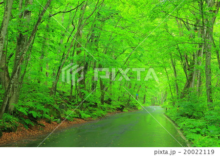 青森県十和田 夏の奥入瀬渓流 青森県十和田 夏の奥入瀬渓流 20022119