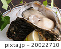 料亭の岩牡蠣（夏牡蠣） 20022710