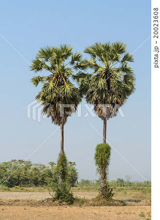 Sugar palms on the rice field 20023608